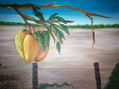 mangoes