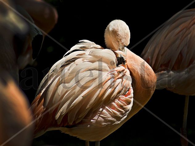 flamenco Naturaleza Color (Digital)