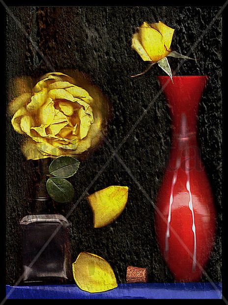 Rosas y pétalos