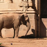 ANIMALS thumbnail 2