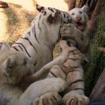 ANIMALS thumbnail 1
