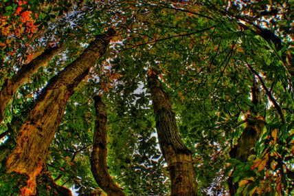 Otoño 2