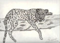 LLEOPARD BADANT,.......