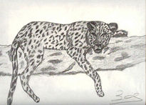 Lleopard...