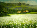 campo de alforfon