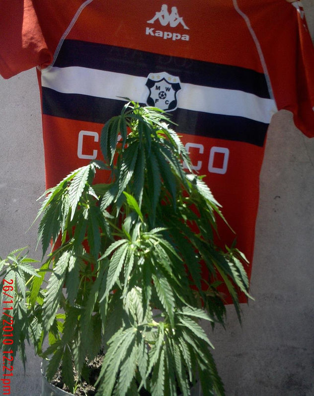 marihuana