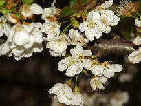 Flor del manzano