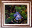 Violeta