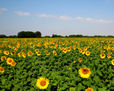 Girasoles (40x50)