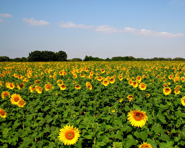 Girasoles (40x50) Naturaleza Color (Digital)