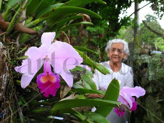 Orquideas del Guadual Naturaleza Color (Digital)