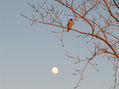 TAGUATO - AVES DE ARGENTINA