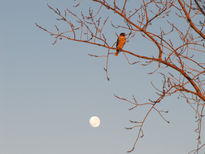 Taguato - aves de...