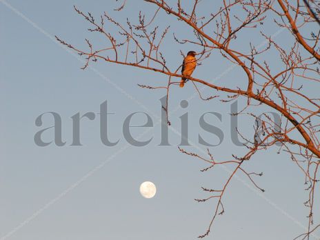 Taguato - aves de...