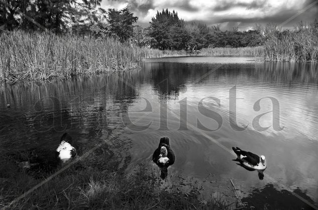 Patos # 1 Naturaleza Blanco y Negro (Digital)