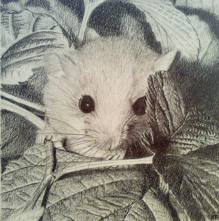Ratón de campo