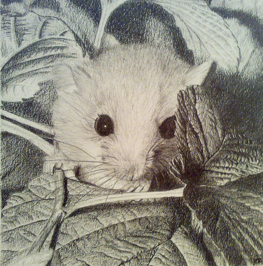 Ratón de campo Pencil