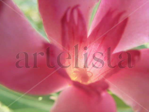 Adelfa rosa