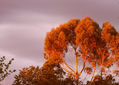 Atardecer de verano sobre los arboles