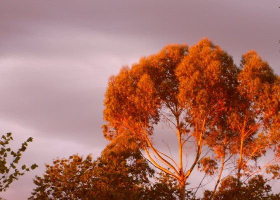 Atardecer de verano sobre los arboles 