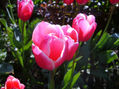 Tulipanes