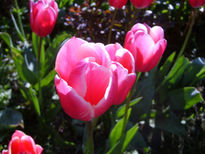 Tulipanes