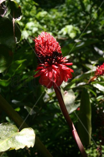 FLORE SILVESTRE Naturaleza Color (Digital)