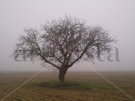 Niebla