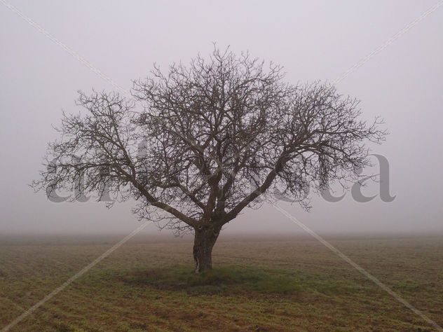 Niebla