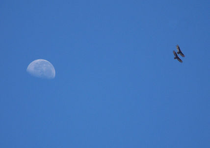 Vuelo lunar...