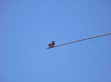 El equilibrista...