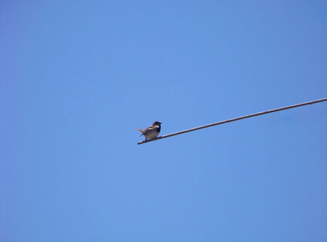El equilibrista...
