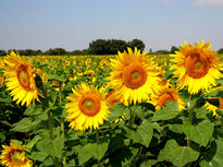 Girasoles (30x40)