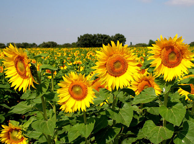 Girasoles (30x40) Otras temáticas Color (Digital)