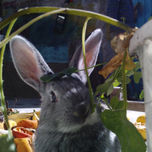 Animals thumbnail 1