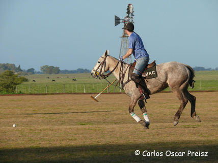 Polo 6