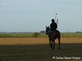 POLO 8