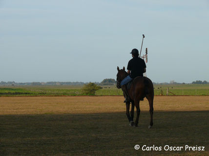 Polo 8