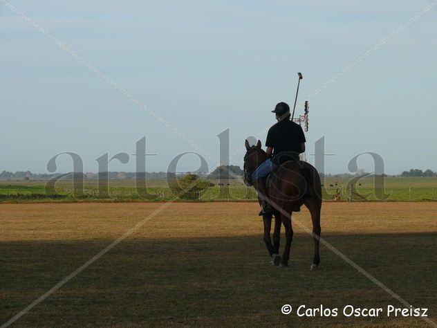 POLO 8