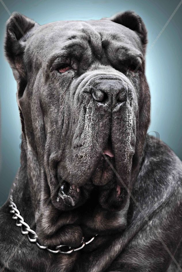 Mi Perro Gris, Greenberg Style