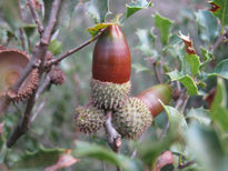 Fruto de otoño