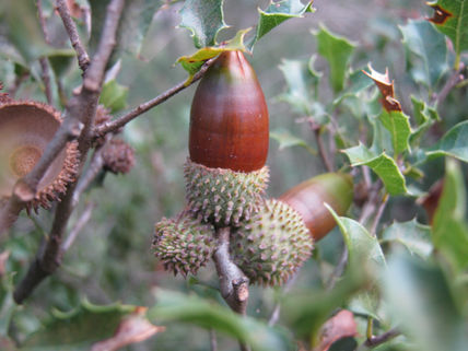 Fruto de otoño