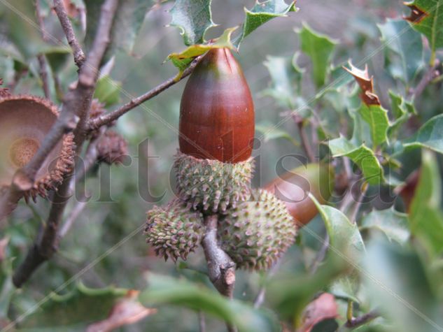 FRUTO DE OTOÑO Naturaleza Color (Digital)