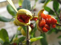 FRUTO DE OTOÑO DE COLOR INTENSO