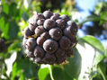 FRUTO DE OTOÑO- INVIERNO, 2010