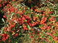 FRUTO DE OTOÑO DE COLOR INTENSO, 06/12/10