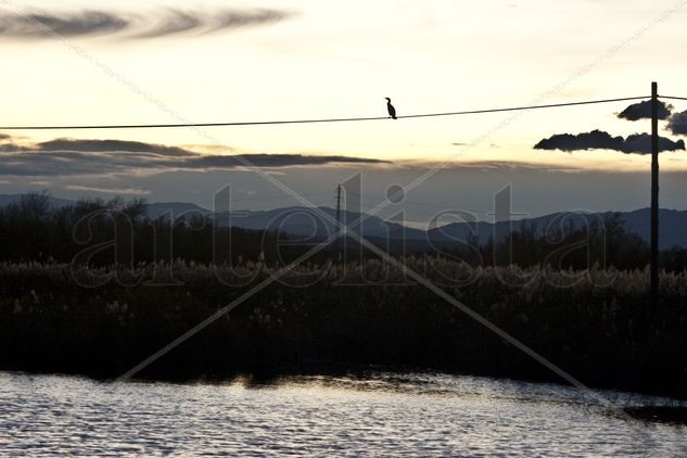 aiguamolls de l'empordà 