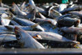 sardinas