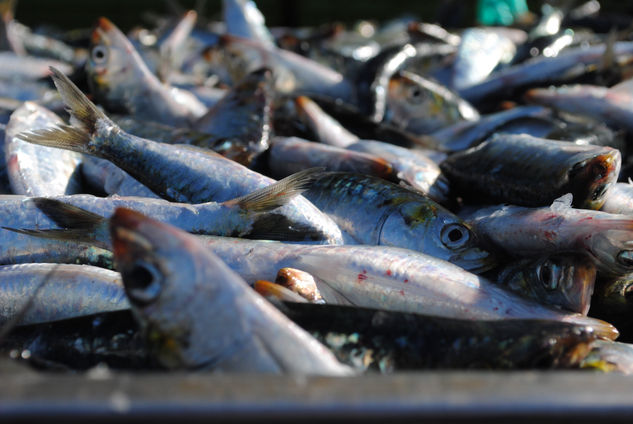 sardinas 