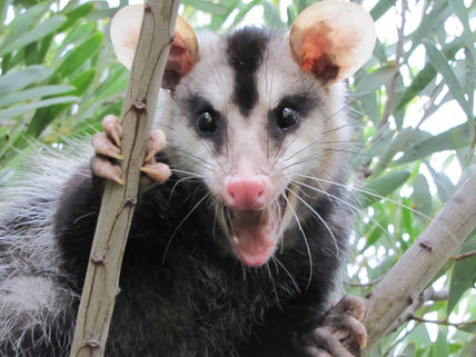 Comadreja - opossum